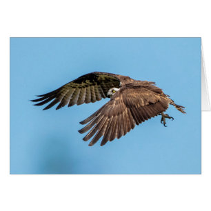 Cartão Osprey em voo no Parque Estadual da Ilha de Honeym