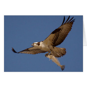Cartão Osprey Fisher
