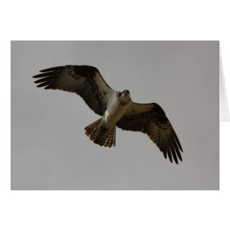 Cartão Osprey II