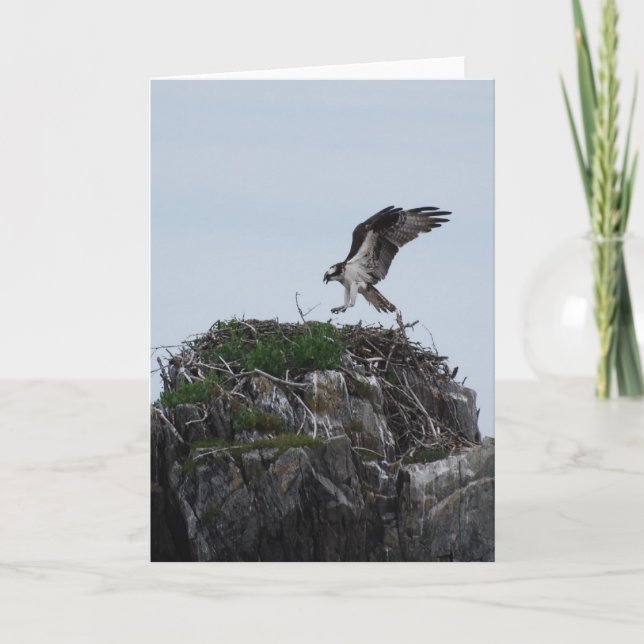 Cartão Osprey Landing Greeting Cards (Frente)