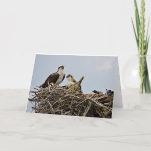 Cartão Osprey nest with baby