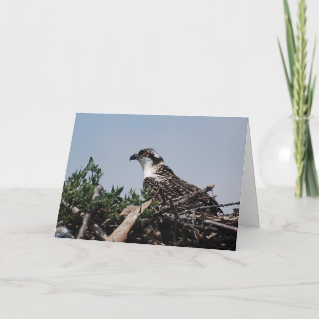 Cartão Osprey Sitting on Nest Greeting Card (Frente)