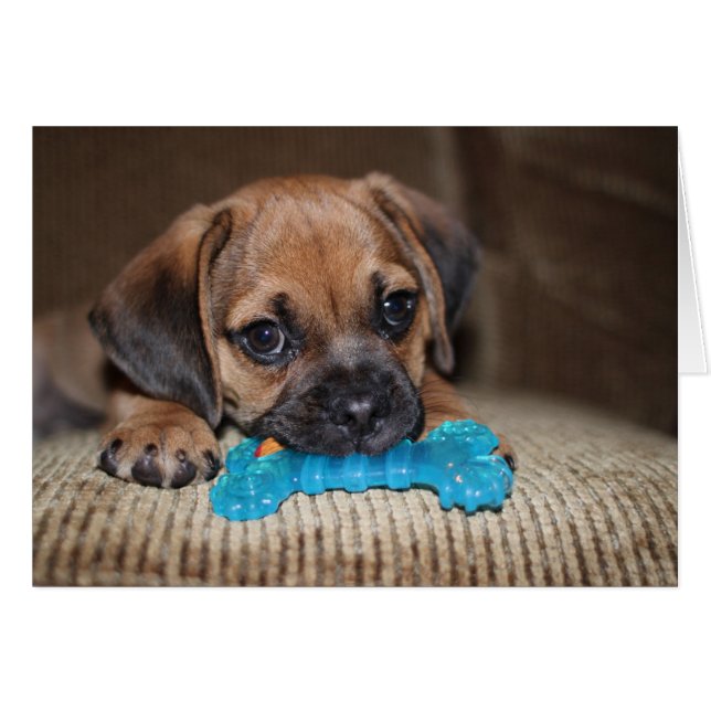 Cartão Osso azul (Frente Horizontal)