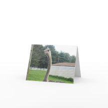 Ostrich