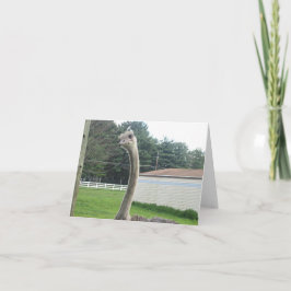 Cartão Ostrich