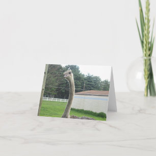 Cartão Ostrich