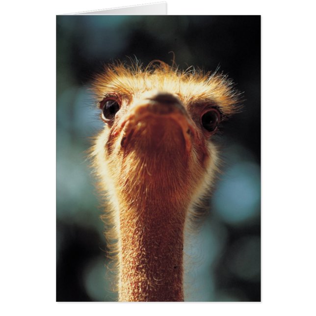 Cartão Ostrich (Frente)