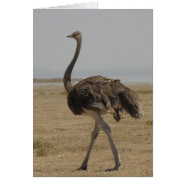 Cartão Ostrich (Frente)