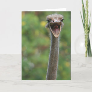 Cartão Ostrich Card
