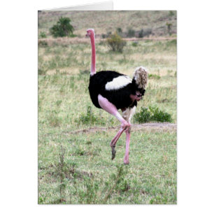 Cartão ostrich correndo