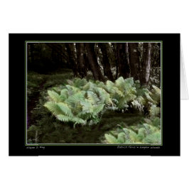 Cartão Ostrich Ferns in Langdon Woods