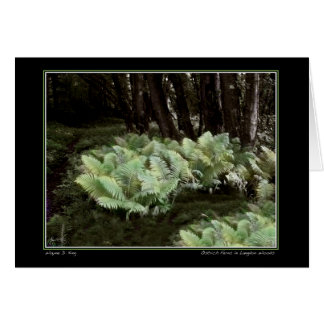 Cartão Ostrich Ferns in Langdon Woods