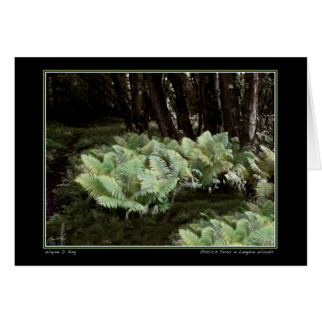 Cartão Ostrich Ferns in Langdon Woods (Frente Horizontal)