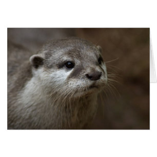 Cartão Otter