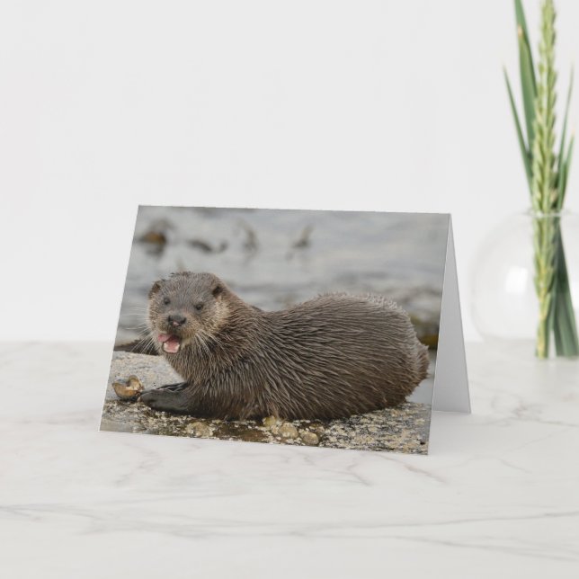 Cartão Otter (Frente)