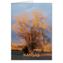 Ouro Kansas State Tree - Algodão