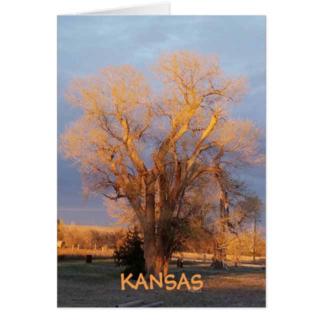 Cartão Ouro Kansas State Tree - Algodão (Frente)