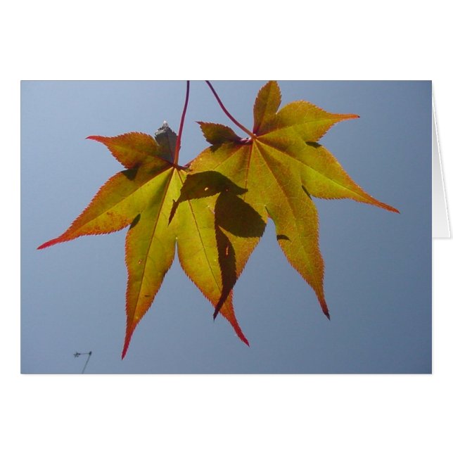 Cartão Ouro natural (Frente Horizontal)