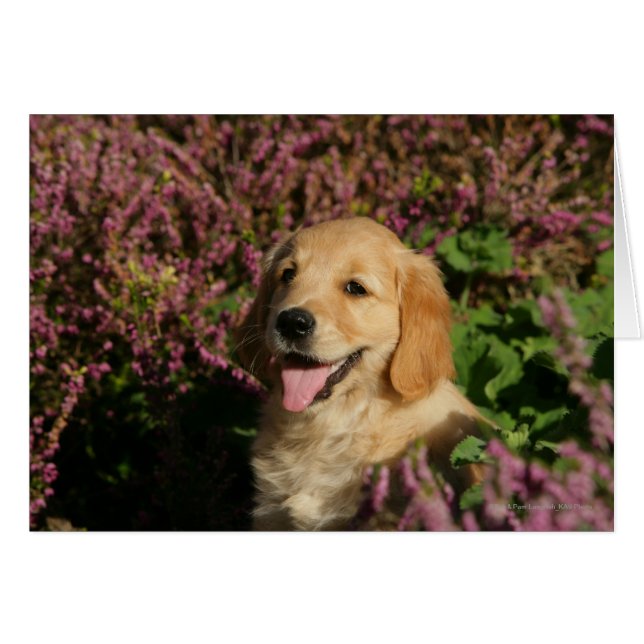 Cartão Ouro Retreiver Puppy (Frente Horizontal)