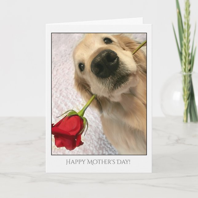 Cartão Ouro Retriever Cachorro Com Dia de as mães Rosa ve (Frente)