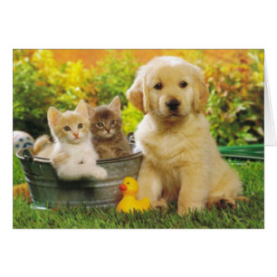 Cartão Ouro Retriever Cachorro E Gatinhos Vazio