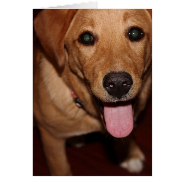 Cartão Ouro Retriever Dog 5 (Frente)