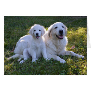 Cartão Ouro Retriever Mãe e Puppy