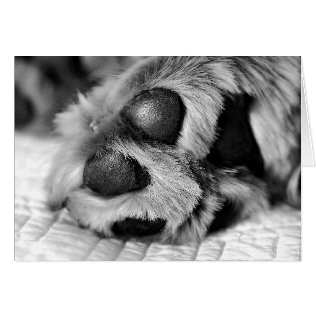 Cartão Ouro Retriever Polar Paws (Frente Horizontal)