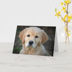Cartão Ouro Retriever Puppy