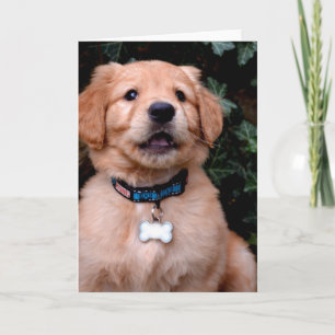 Cartão Ouro Retriever Puppy