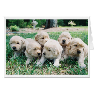 Cartão Ouro Retriever Puppy 6 Pack