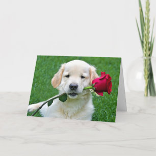 Cartão Ouro Retriever Puppy com Rosa vermelha