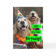 Ouro Retriever Yay É seu aniversário