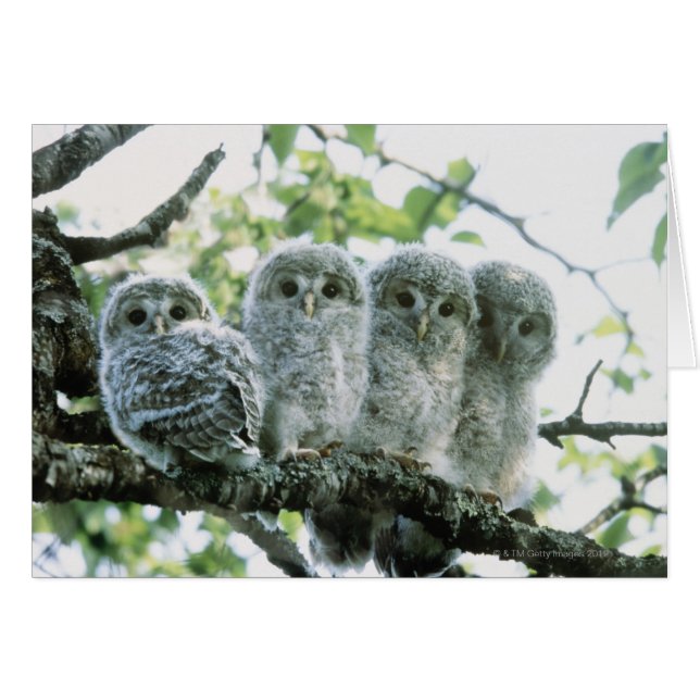 Cartão Ouro ural. Ikeda-machi, Hokkaido, Japão (Frente Horizontal)