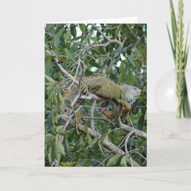 Cartão Out on a Limb Card (Frente)