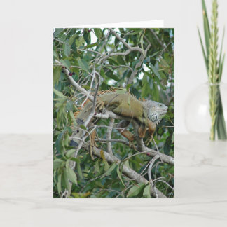 Cartão Out on a Limb Card