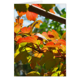 Cartão Outono em Camberra