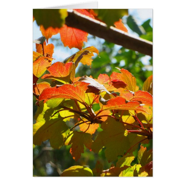 Cartão Outono em Camberra (Frente)