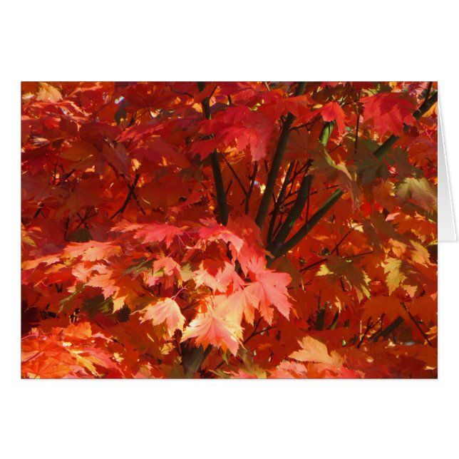 Cartão Outono em Camberra (Frente Horizontal)