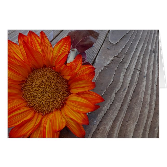 Cartão Outono Laranja Flor de Girassol (Frente Horizontal)