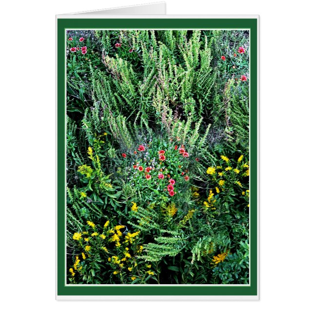 Cartão Outros bancos selvagens (Frente)