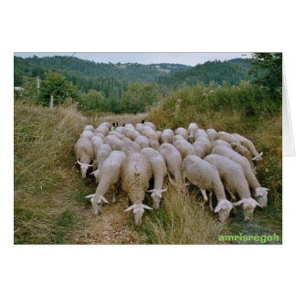 Cartão ovelha