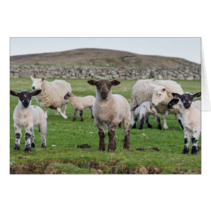 Cartão ovelha Shetland