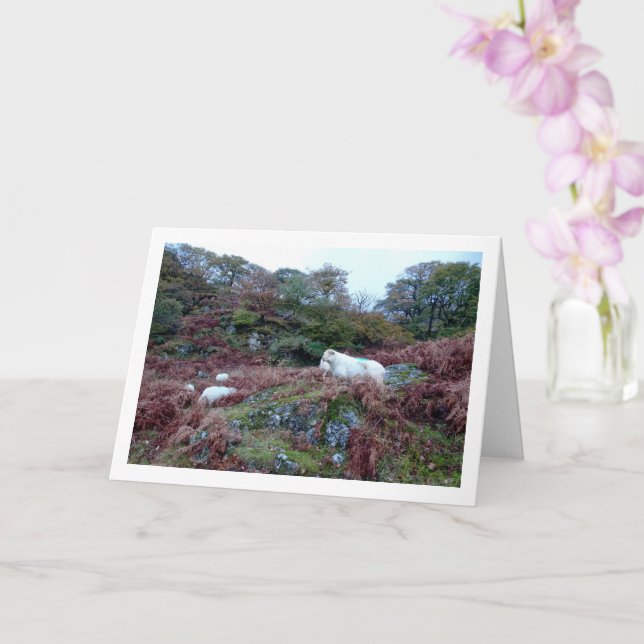 Cartão Ovelhas na Montanha (Orquídea)