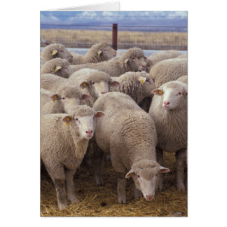Cartão Ovinos