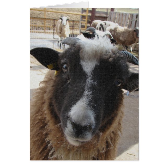 Cartão Ovinos (Frente)