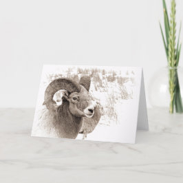 Cartão Ovinos BigHorn