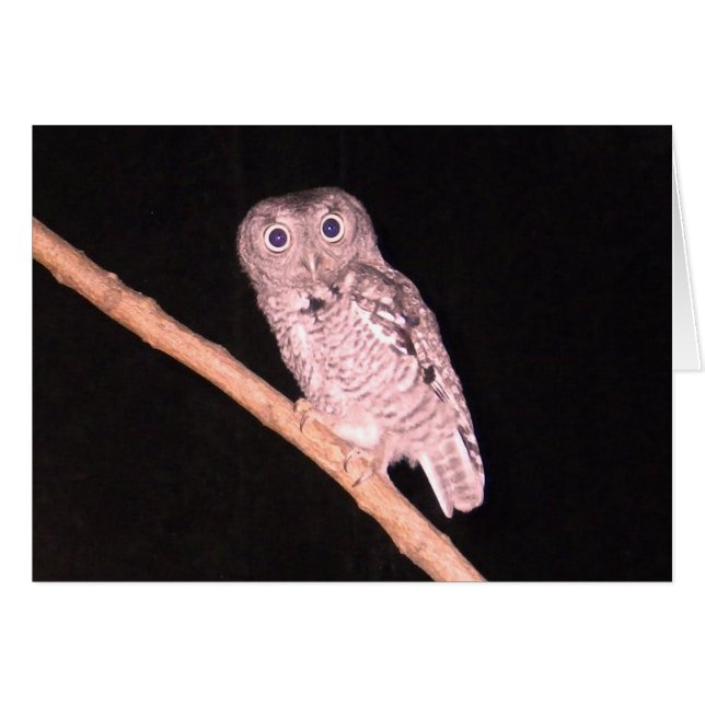 Cartão Owl (Frente Horizontal)