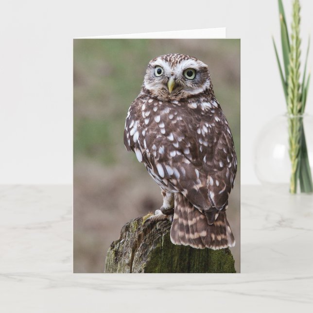 Cartão Owl (Frente)