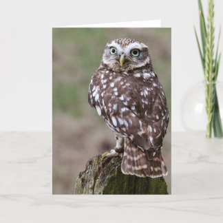 Cartão Owl